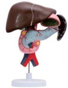 十二指腸、胰、脾解剖模型
