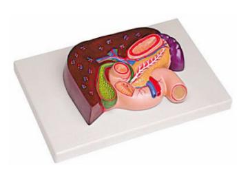 肝、胰、脾、十二指腸、胃模型